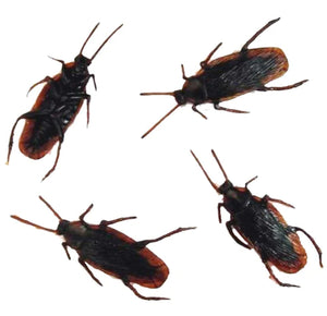 FAKE COCKROACHES